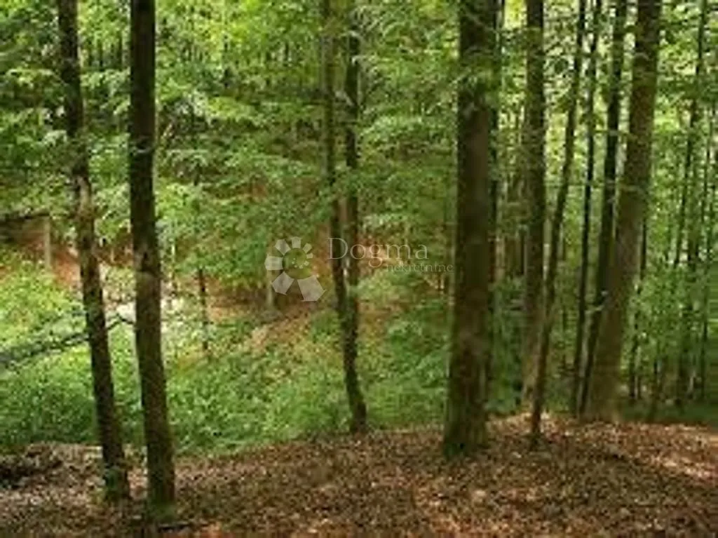 veliko imanje s kućom u srcu gorskog kotara - 33 759 m2 - slika 8