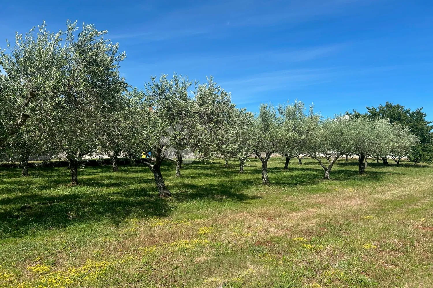 sveti lovreč – građevinska parcela s nasadom maslina - slika 5
