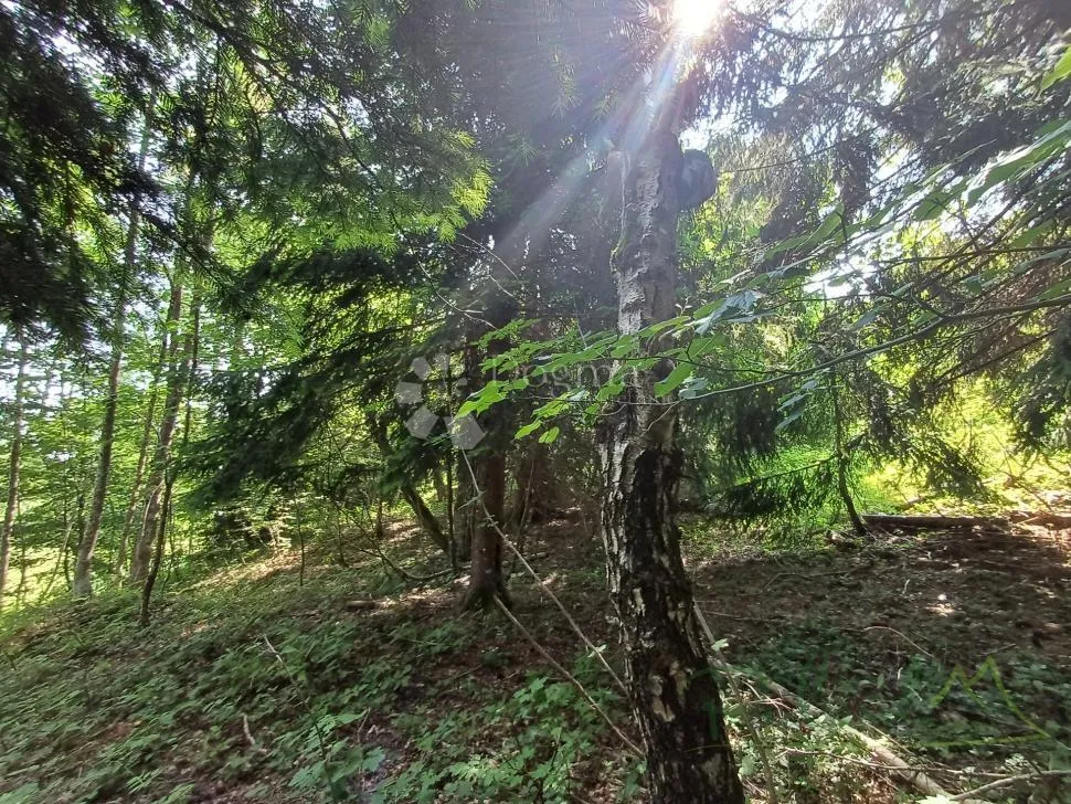 prilika! gradjevinsko zemljište s crnogoričnom šumom i pogledom na dolinu - kupjak - slika 5