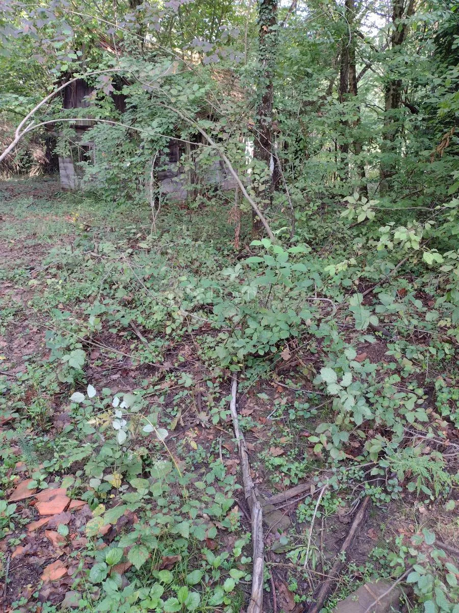 još 4.5 ha netaknute divljine - slika 8