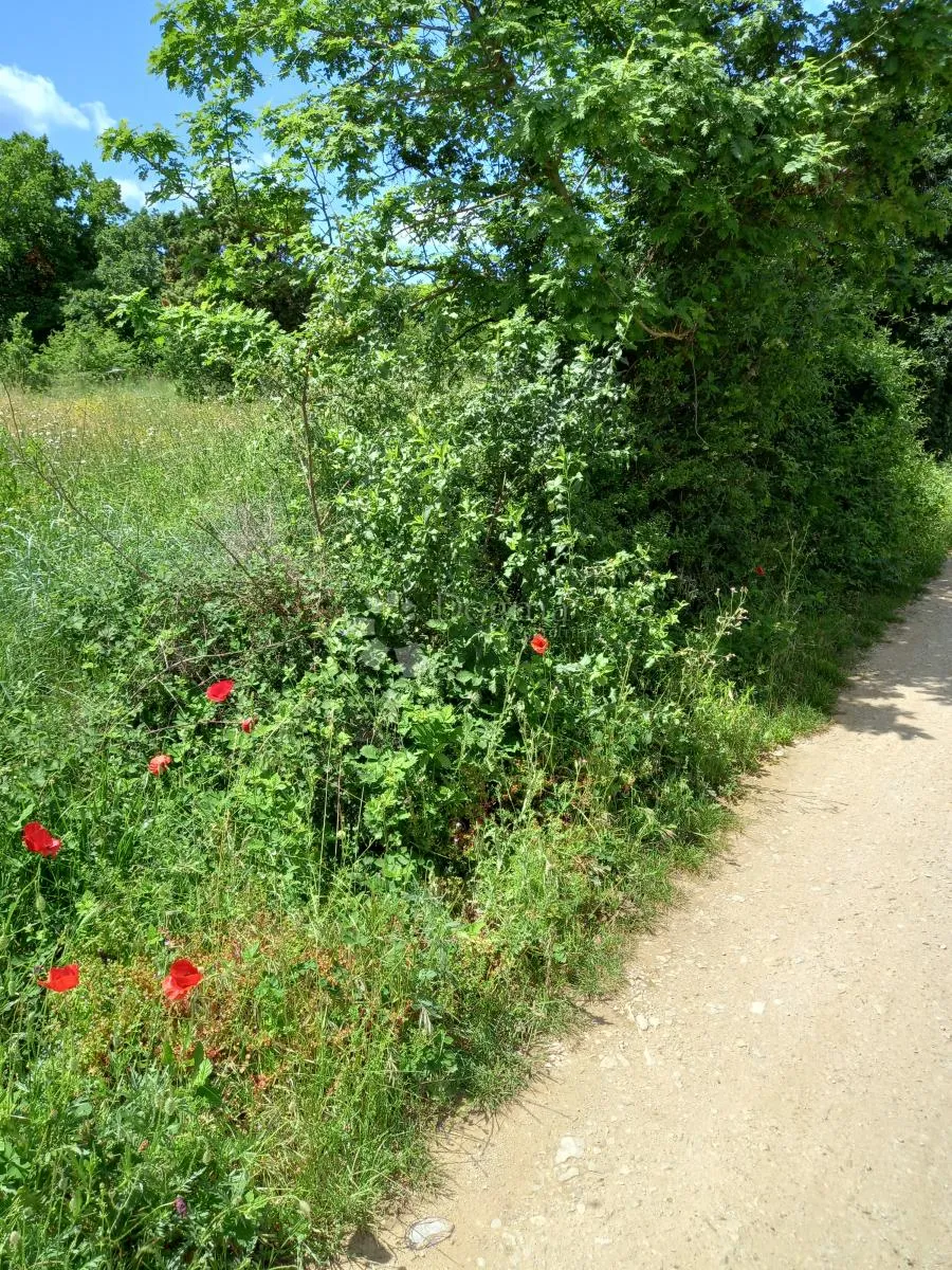 istra, krnica, poljoprivredno zemljište - slika 4