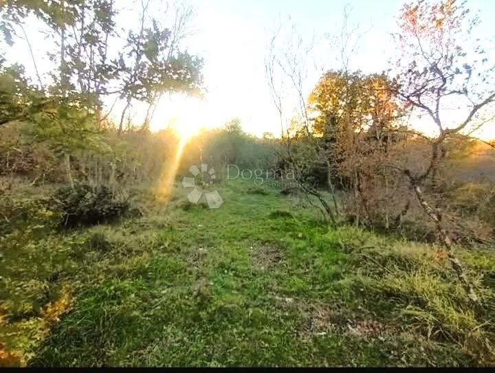 šuma i oranica bale - slika 2