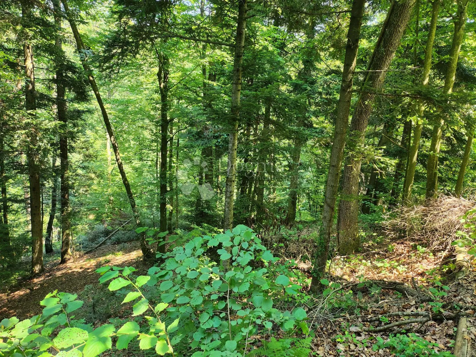 šuma 15.966m² na području maclja - slika 6