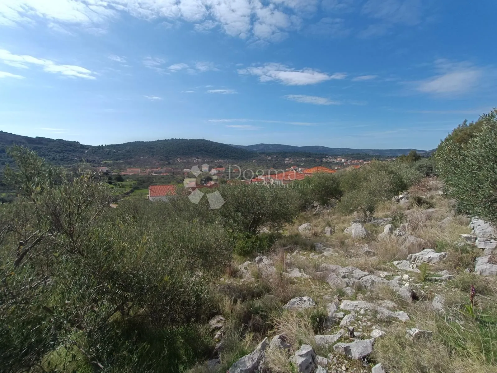 akcija! predivni maslinik s 80 maslina, marina - slika 4