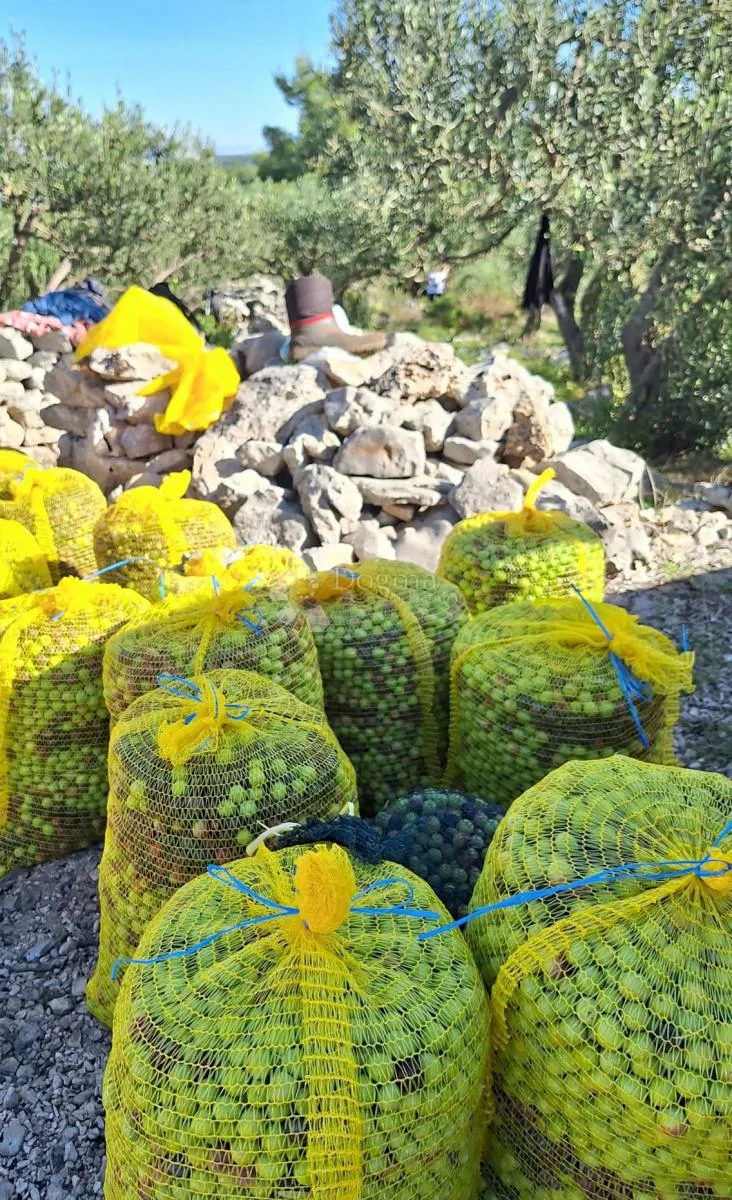 poljoprivredno zemljište na odličnoj lokaciji – mirca, brač - slika 5