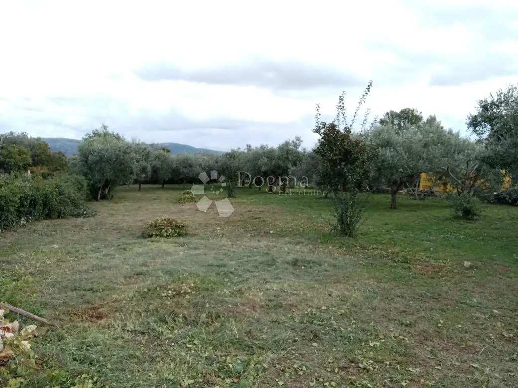 prostrano građevinsko zemljište s maslinama - slika 1