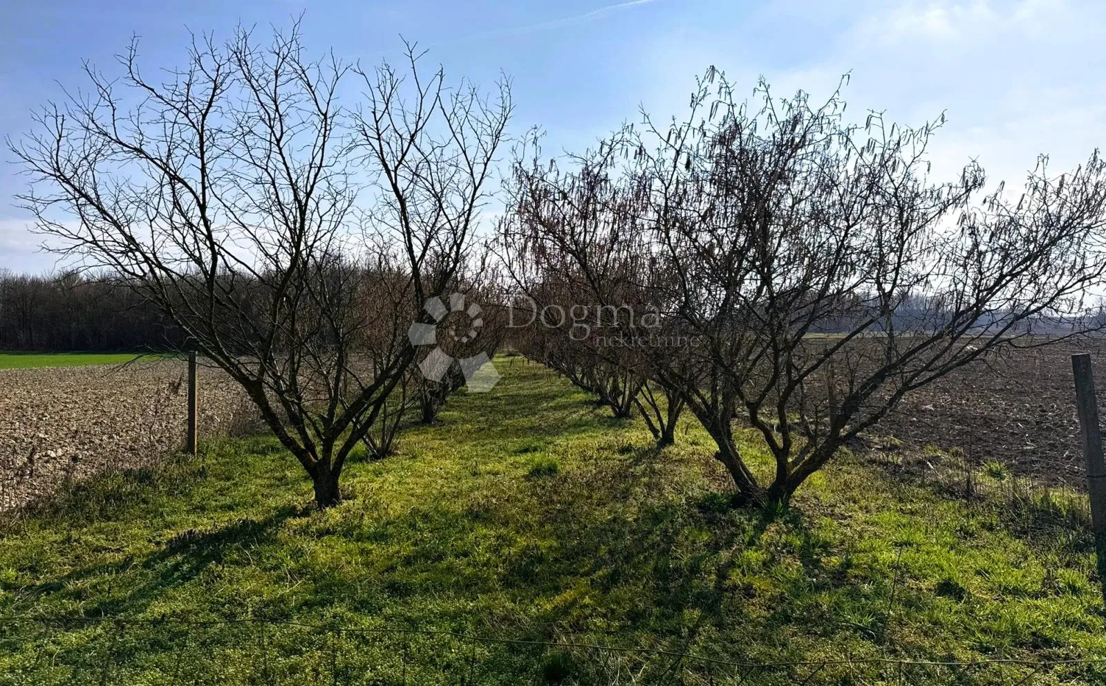Nasad lješnjaka (istarski + rimski) = kvaliteta + prinos | 1063 m² - Križovec, Mursko Središće