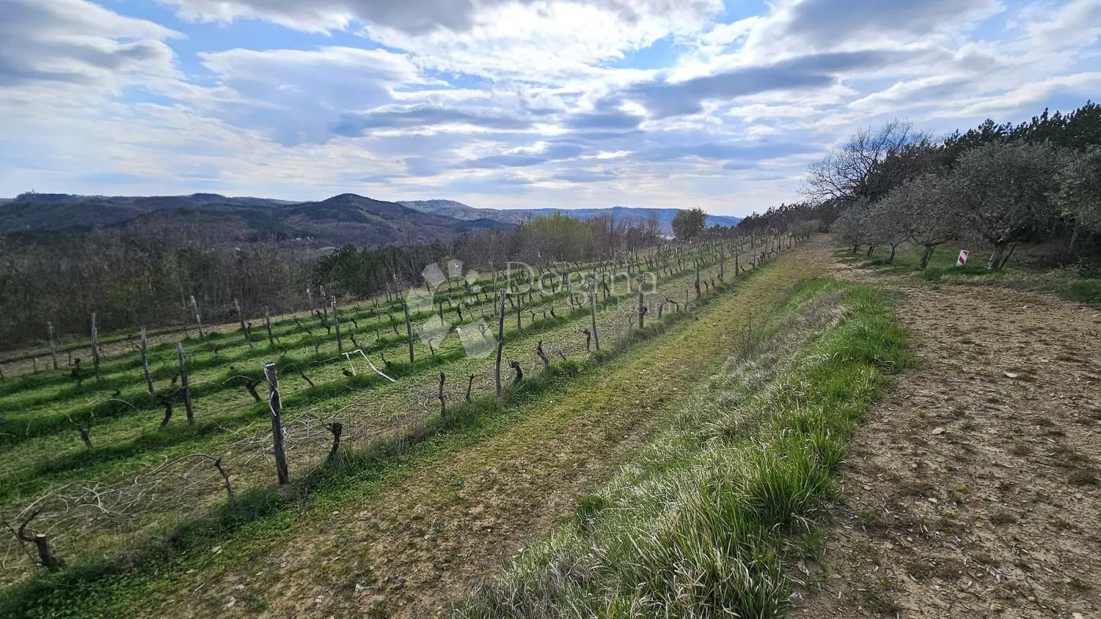 vinograd u oloici pazina - pogled na učku i more - slika 5
