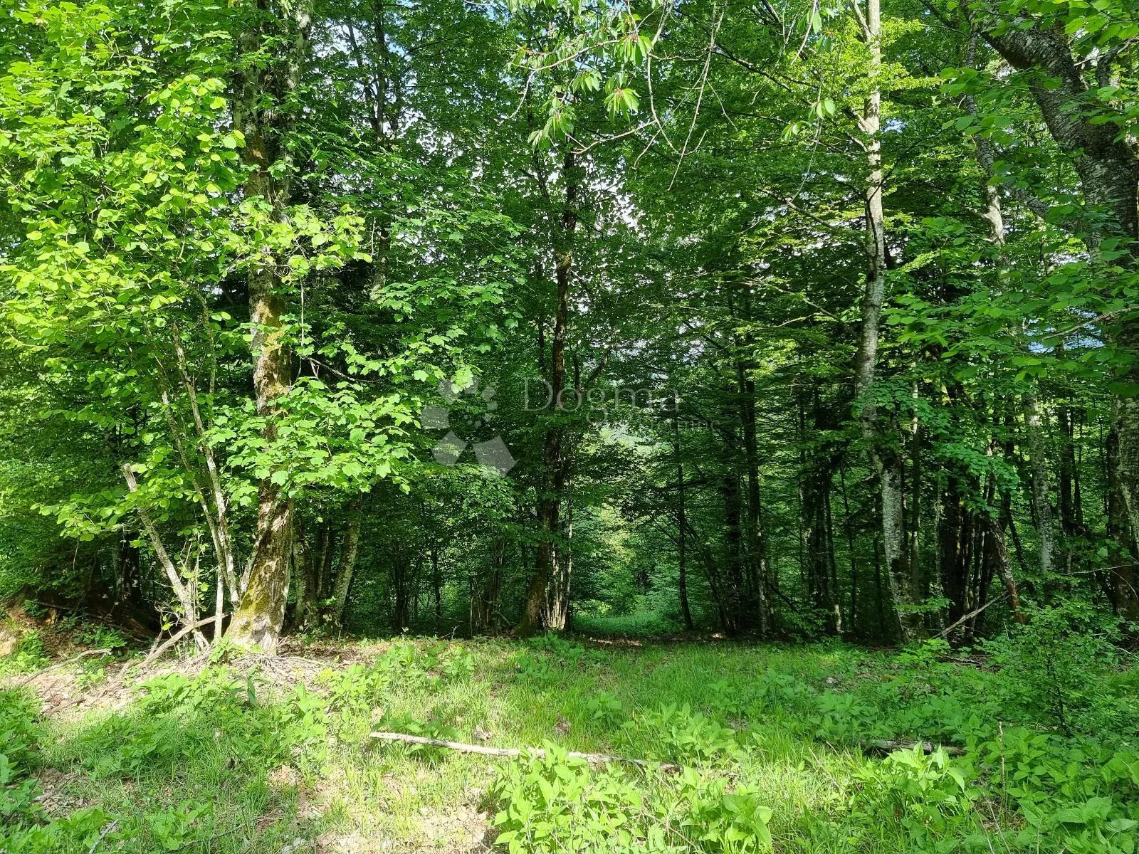 predivna šuma - slika 2