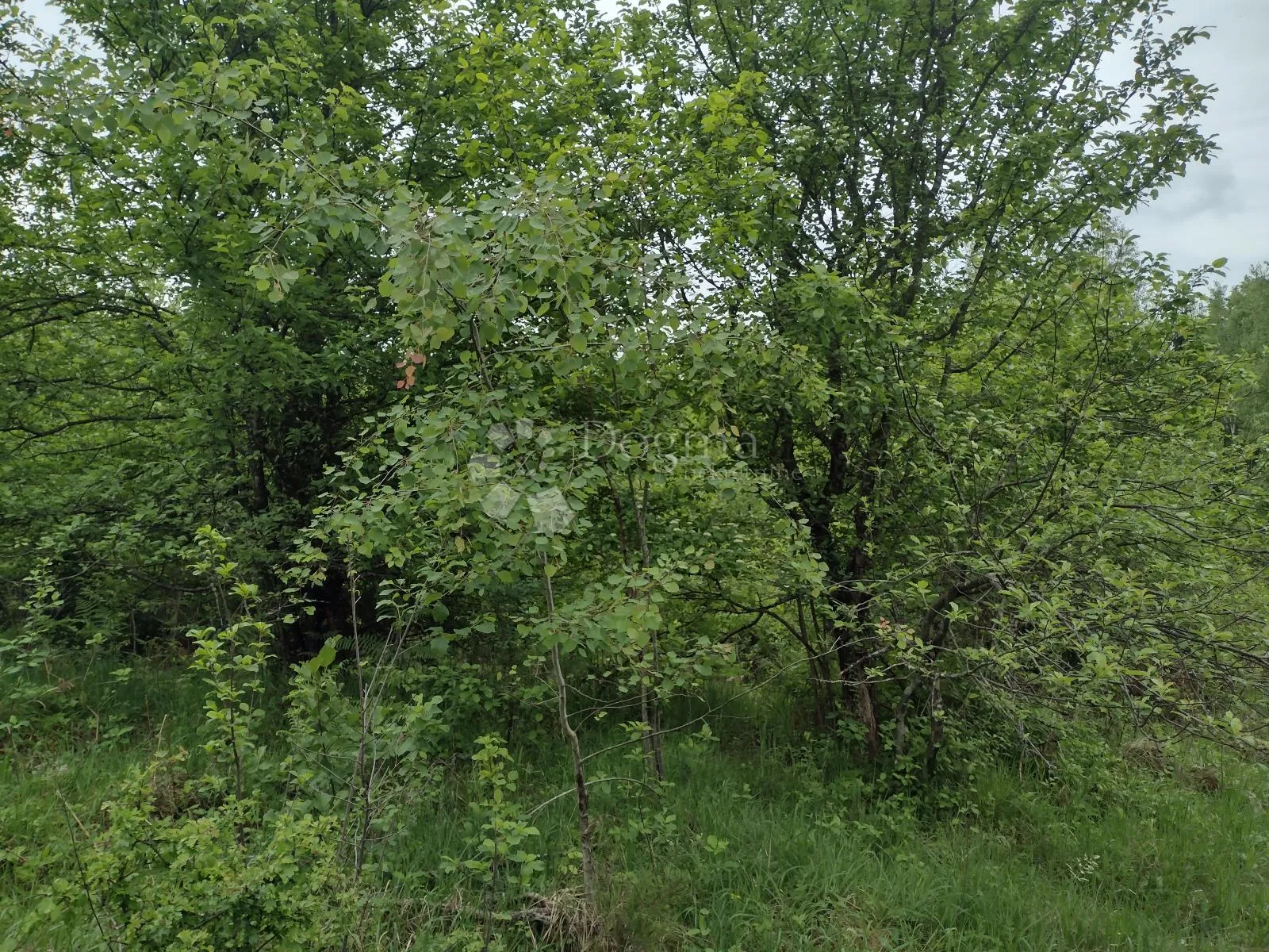 zemljište za eko poljoprivredu, dugo selo lasinjsko - slika 2