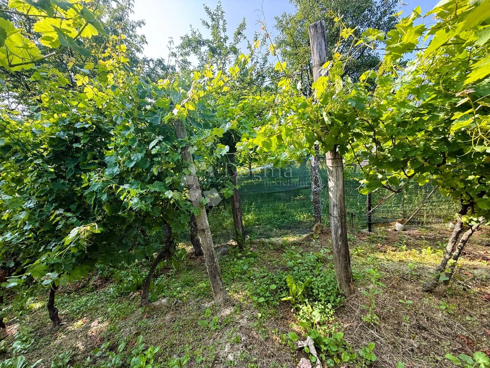 vinogradarska kuća u martinkovcu - slika 13