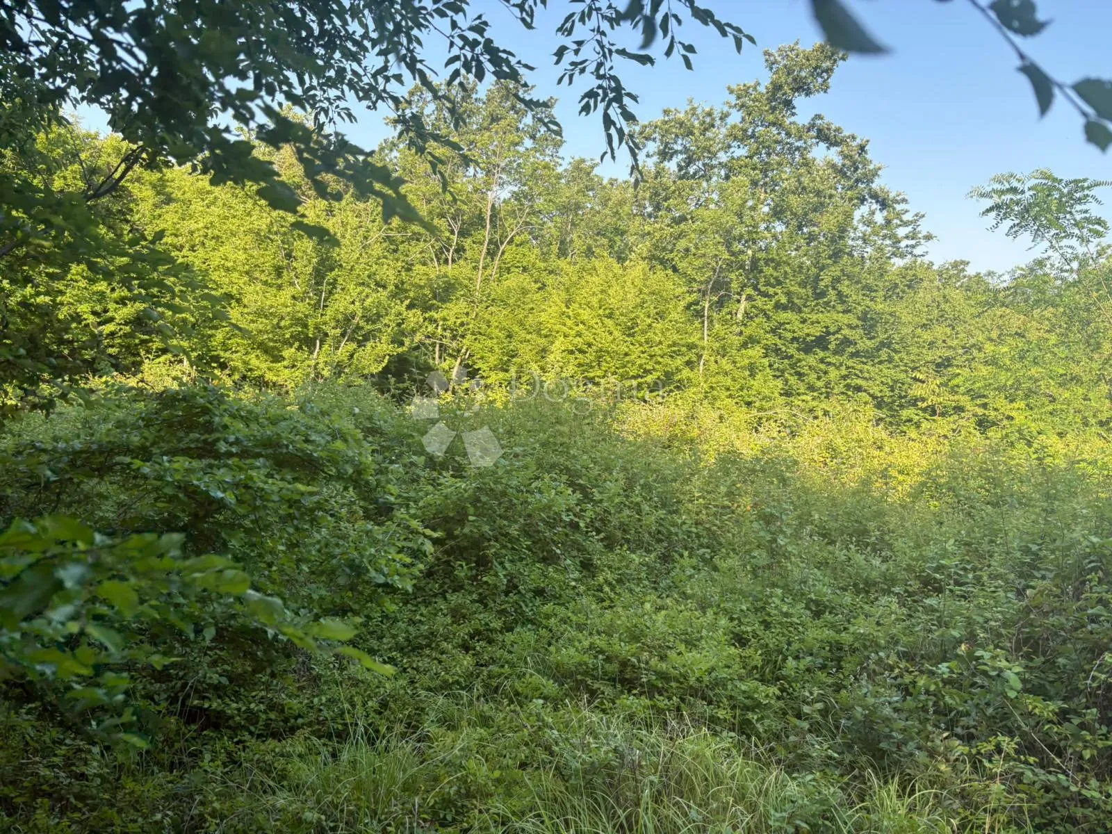 poljoprivredno zemljište baderna 11866 m² - slika 2