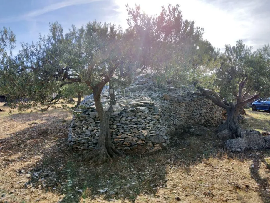 postira, 8273 m2, uređeni maslinik, asfaltirana cesta, blizina mora - slika 7