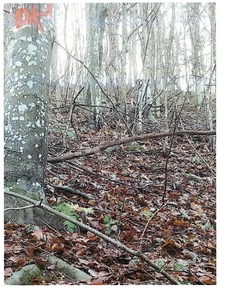 šuma u kaniži - slika 3