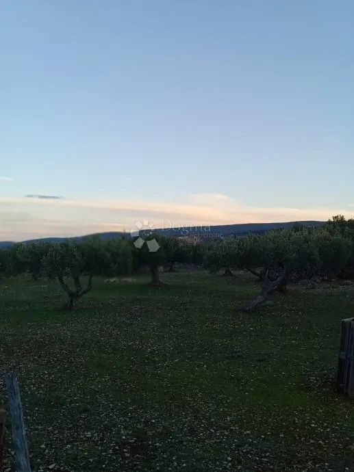 postira, 8273 m2, uređeni maslinik, asfaltirana cesta, blizina mora - slika 2