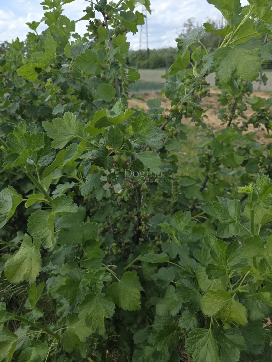 održavan voćnjak s bunarom – 6.494 m² - slika 12