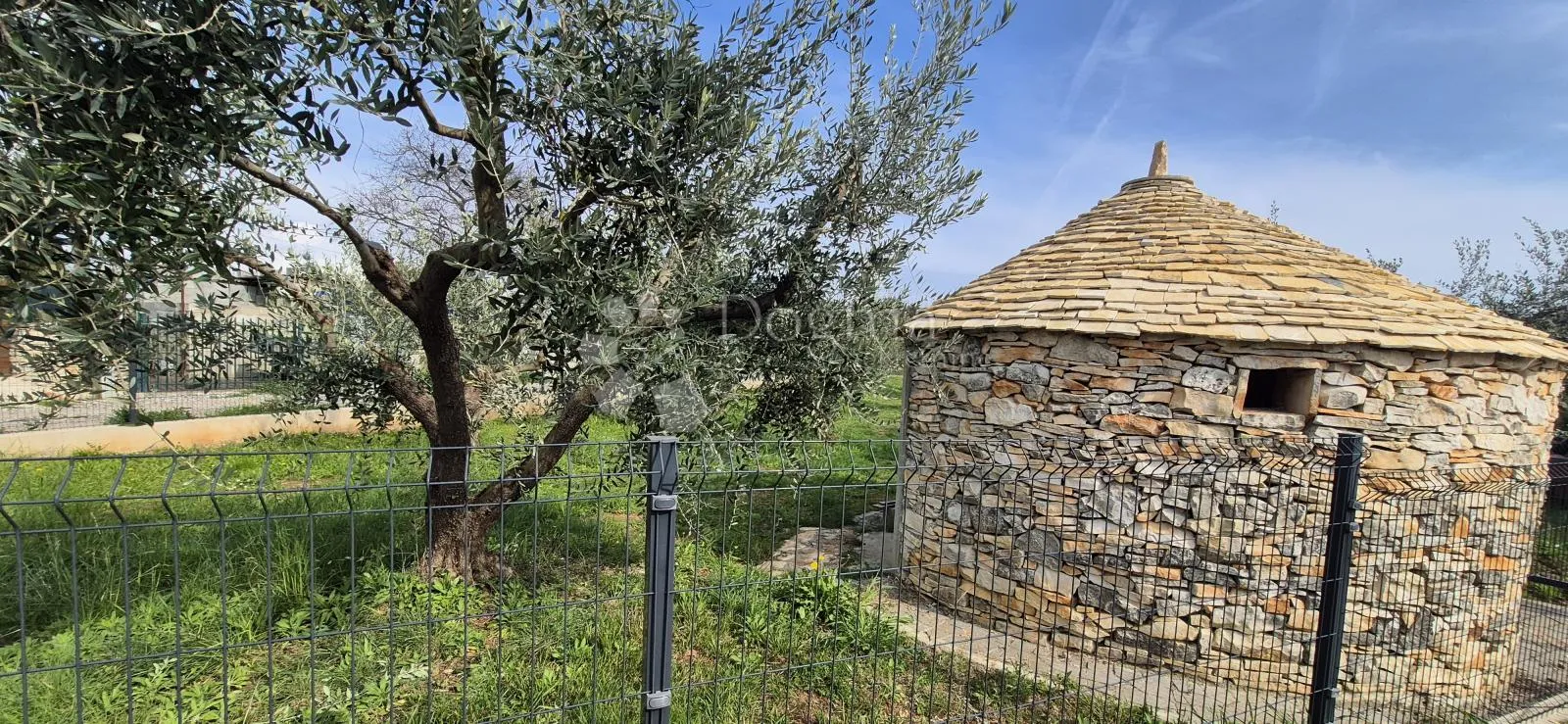 maslinik sa kamenim kažunom površine 15 m2, 1,5 km od mora - slika 3