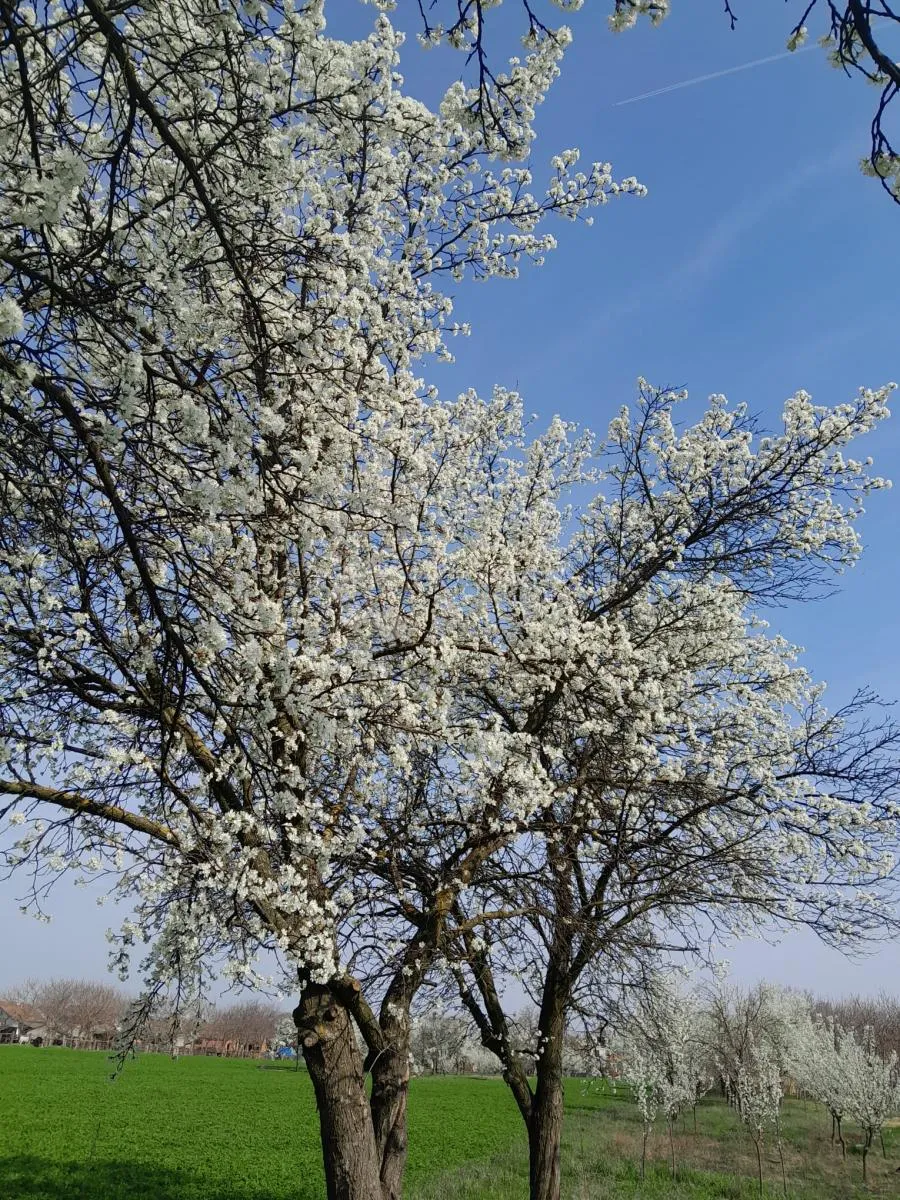 slavonski voćnjak s velikim potencijalom - slika 2