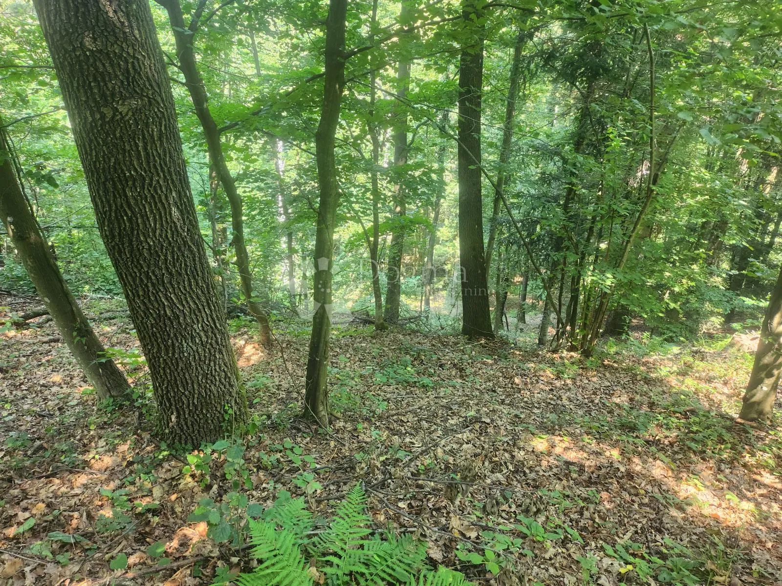 36.192m² zemljišta, šuma i oranice po atraktivnoj cijeni! - slika 2