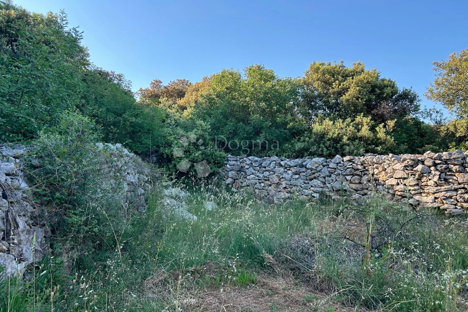 rovinj – rjetkost, odličan maslinik 300 m od mora - slika 8
