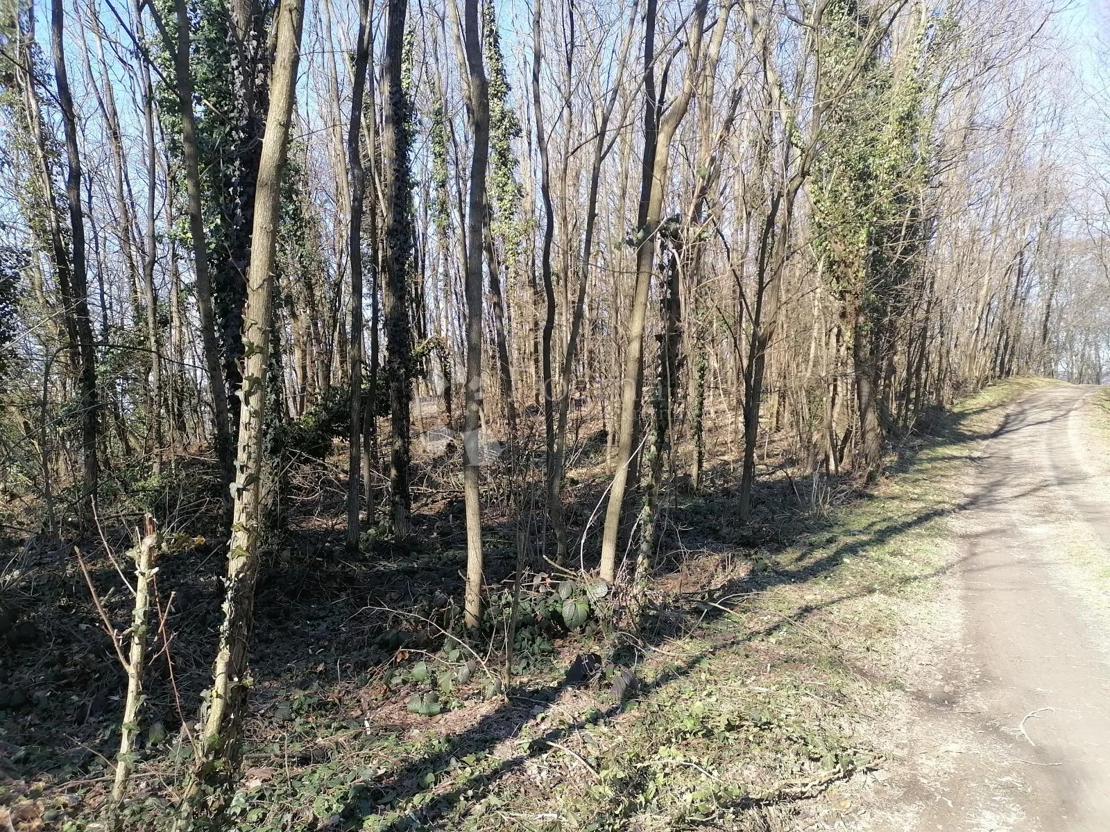 Šuma Paka u Gradišću - Čanjevo, Visoko