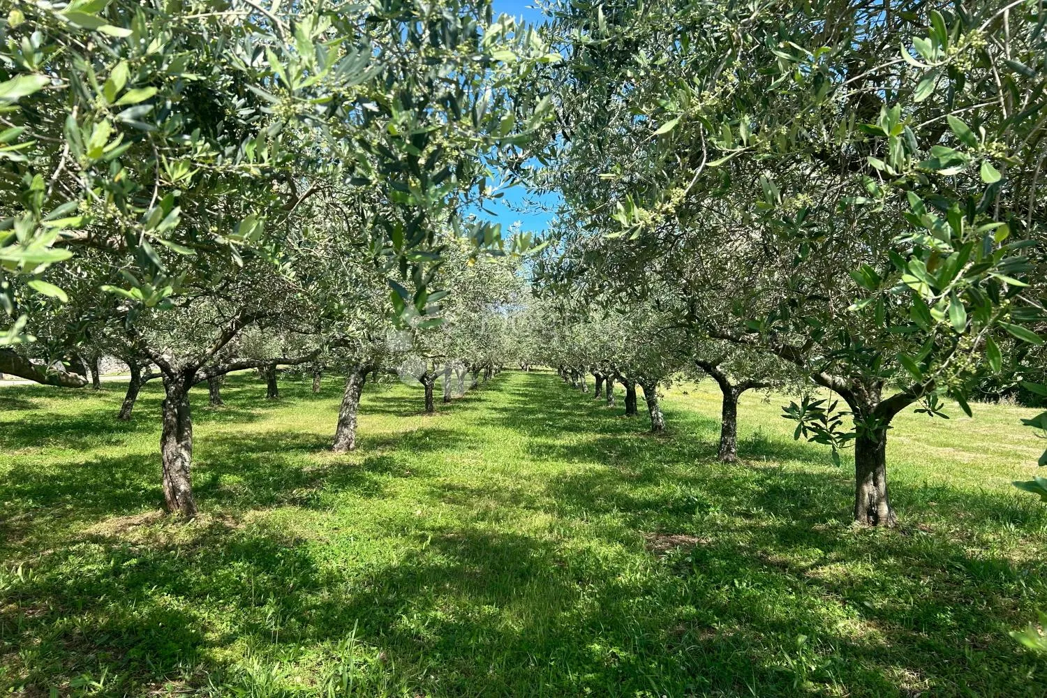 sveti lovreč – građevinska parcela s nasadom maslina - slika 4