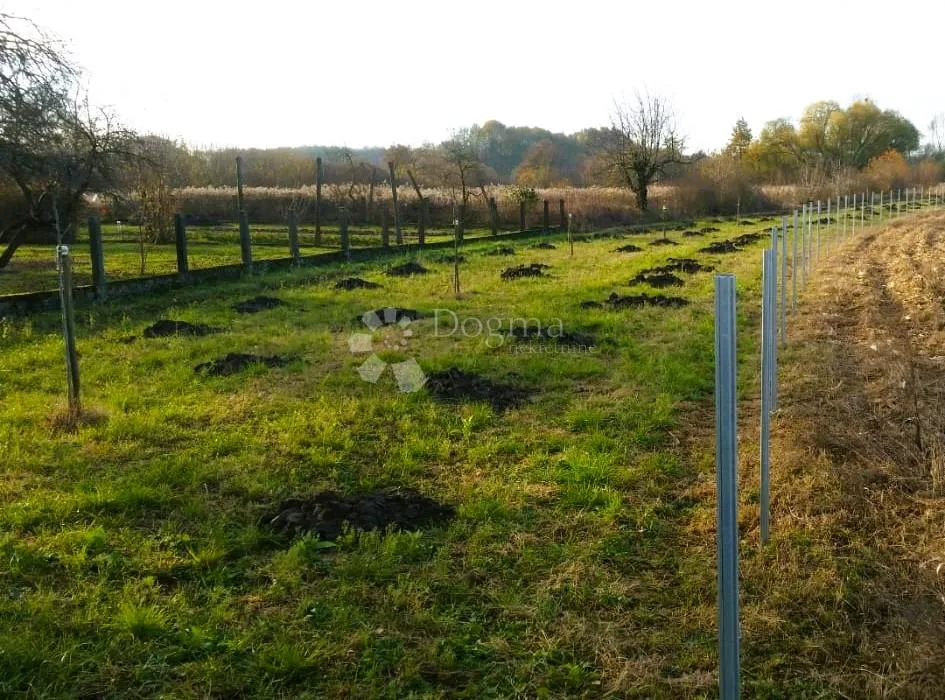 poljoprivredno zemljište s nasadom lješnjaka i oraha - 1514 m² - slika 4