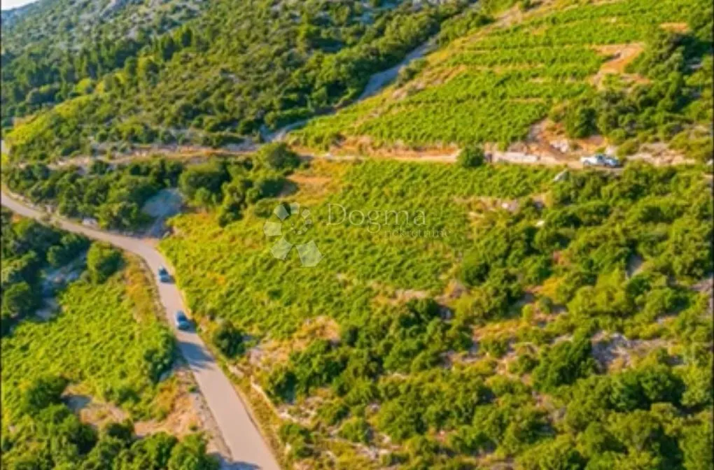 rajski vinogradi dingač - slika 2