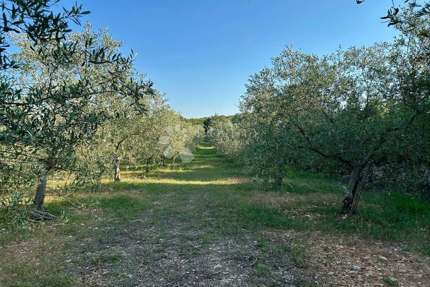 rovinj – perfektan maslinik 5 km od rovinja - slika 11
