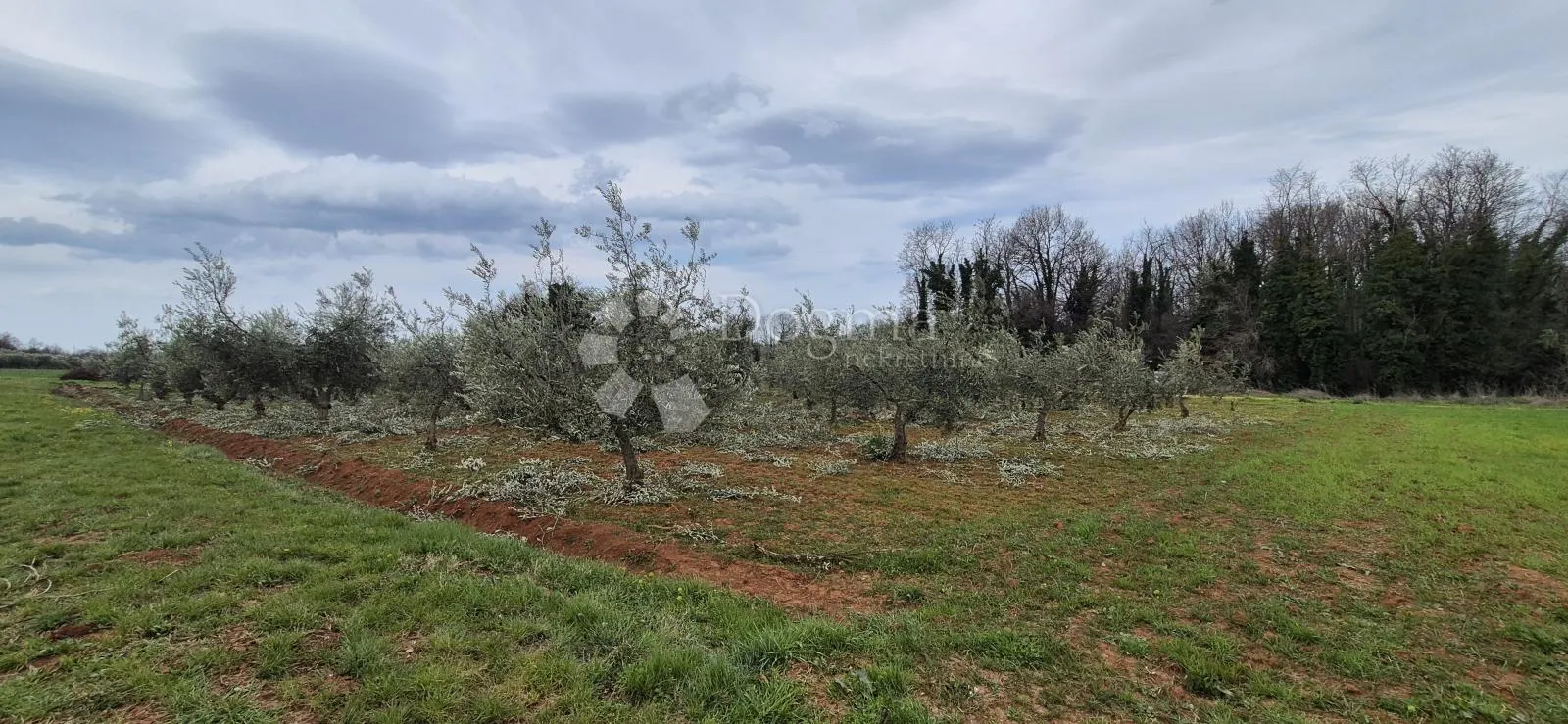 zemljište sa 60 maslina površine 10200 m2 - slika 12