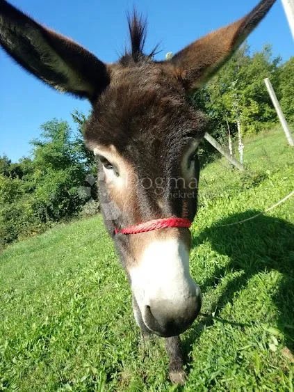 jedinstvena nekretnina na tržištu - slika 14