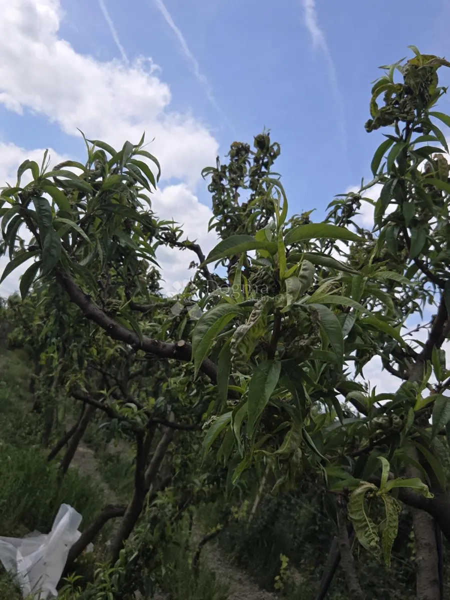 održavan voćnjak s bunarom – 6.494 m² - slika 6