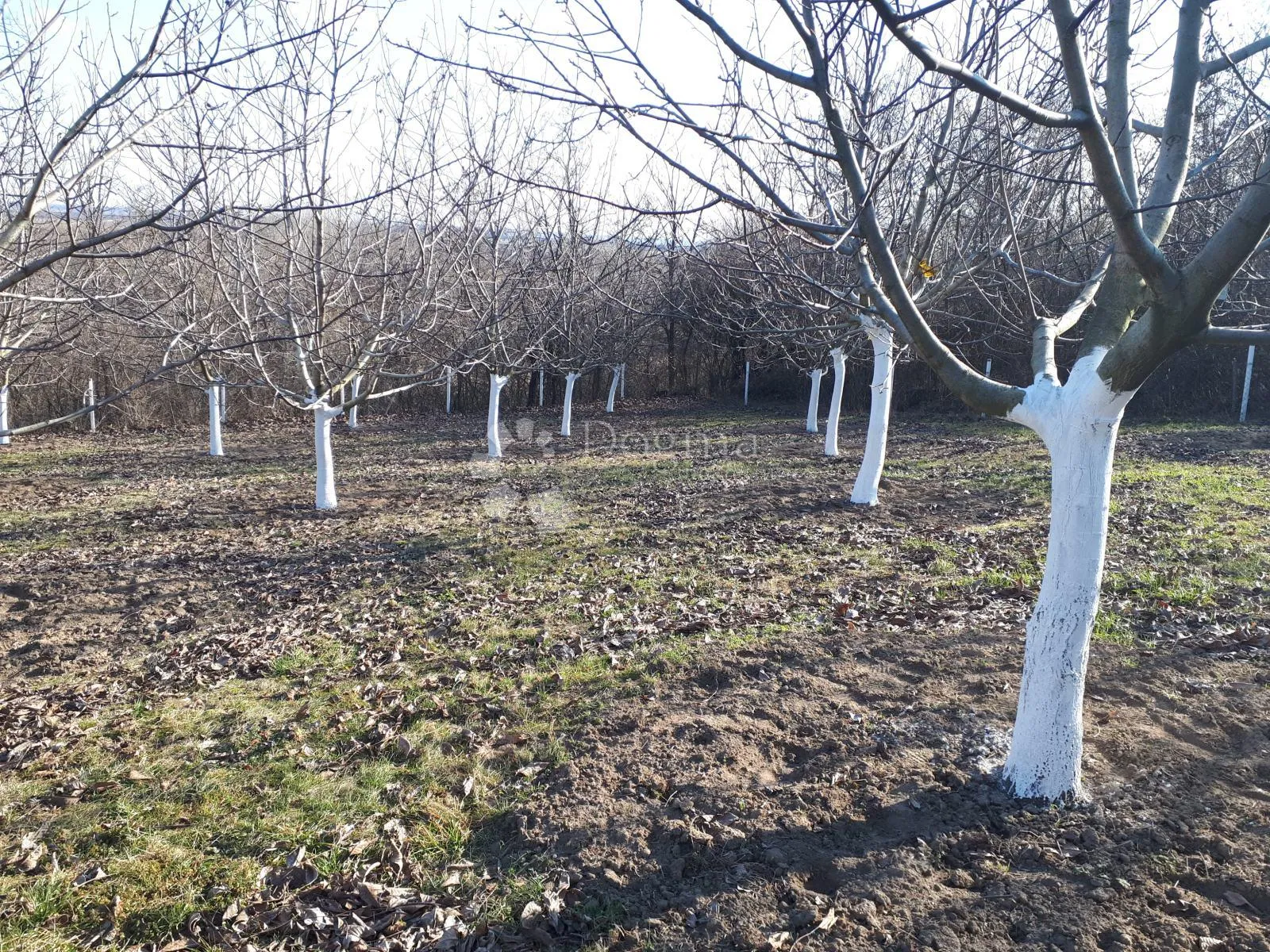 ograđen voćnjak s nasadom oraha i lješnjaka! - slika 3