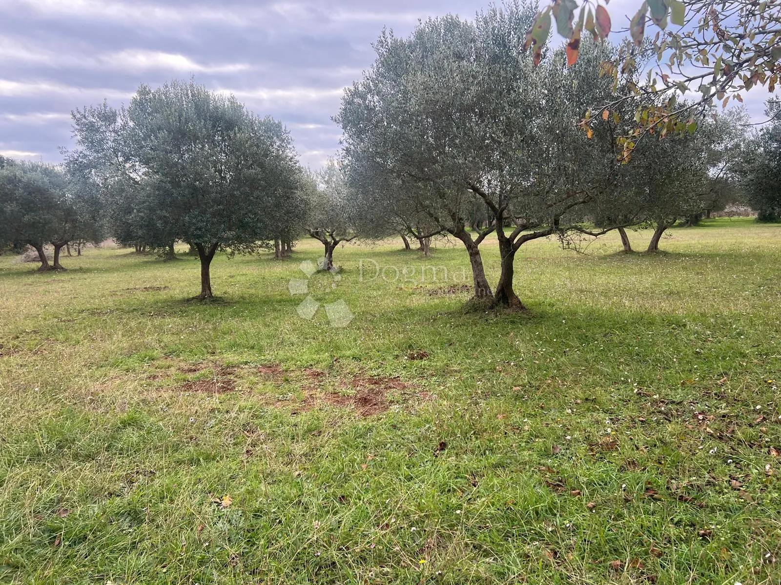 kuća i prostrano zemljište 11.090 m2 - slika 8