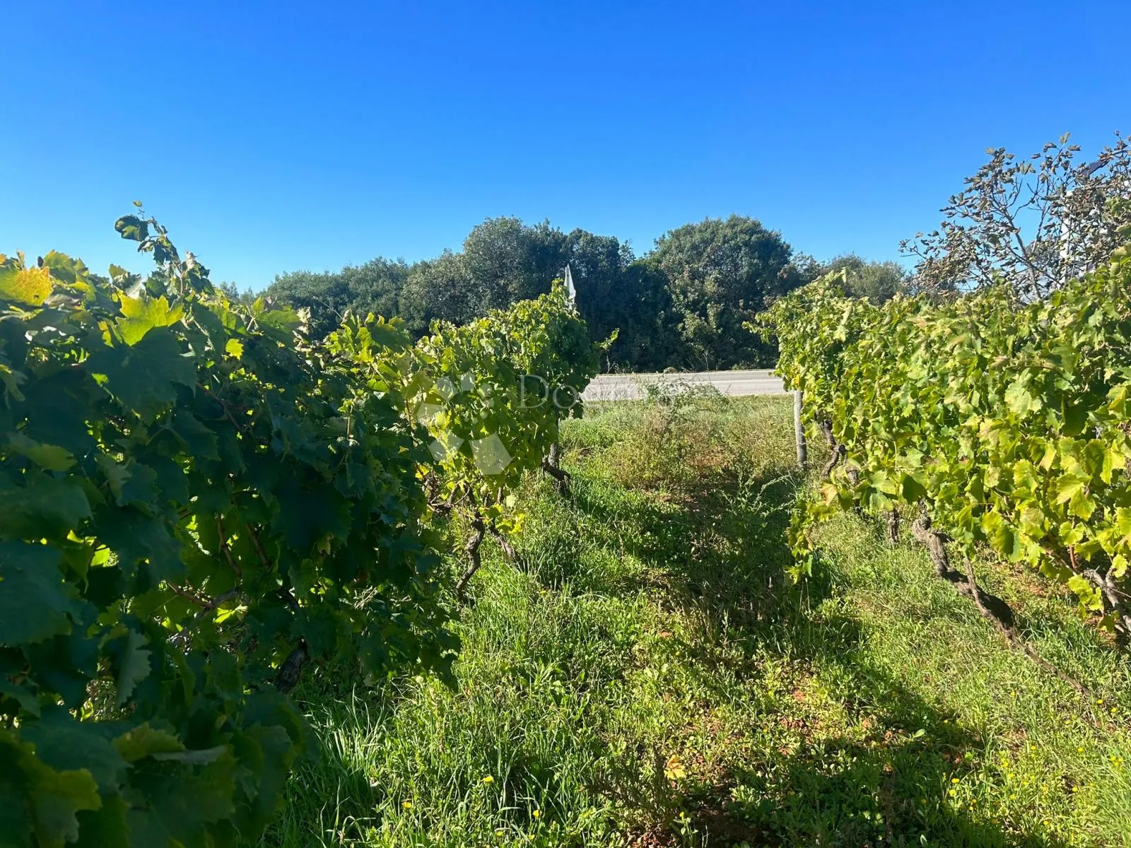 vinograd s istarskom malvazijom -galižana - slika 2