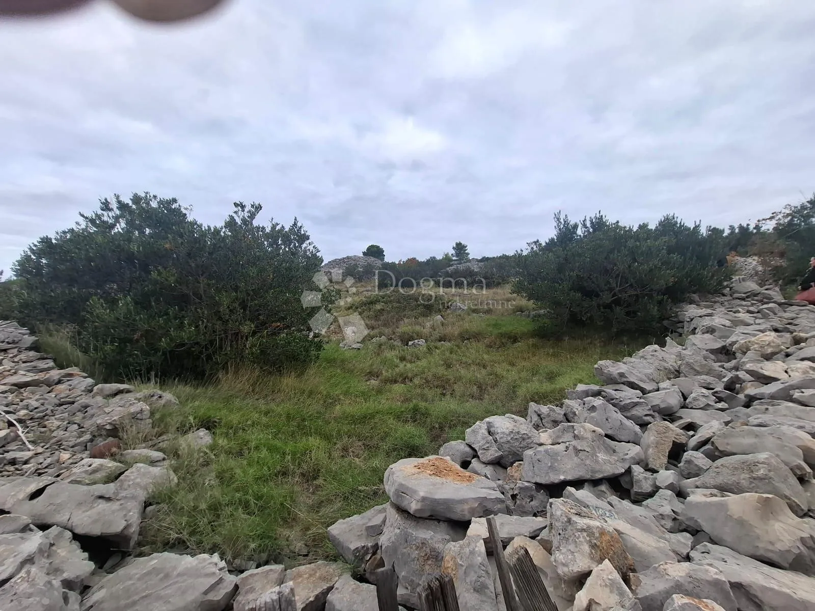 maslinik s pogledom na more milna brač - slika 4