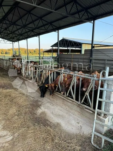 eko farma 180 hektara - dobra prilika !! - slika 13