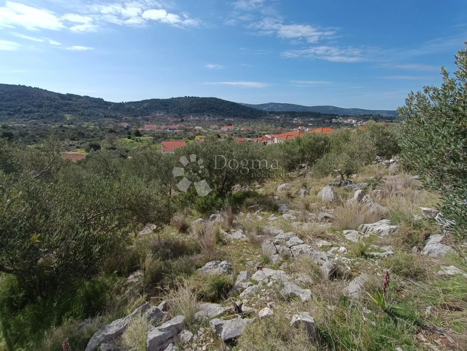 akcija! predivni maslinik s 80 maslina, marina - slika 9