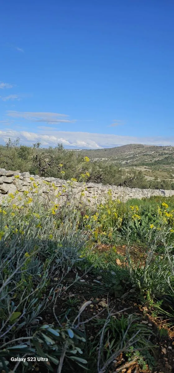 primošten, maslinik s pogledom na more - slika 4