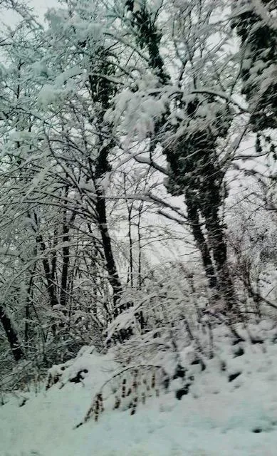 ogulin - poljoprivredno zemljište s potencijalom - slika 10