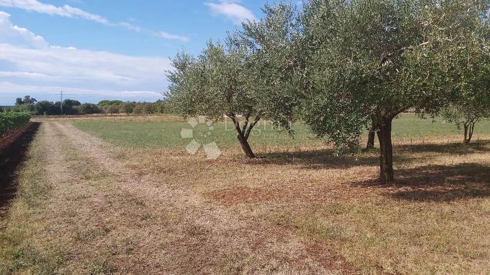 prekrasno imanje u marčani - slika 2