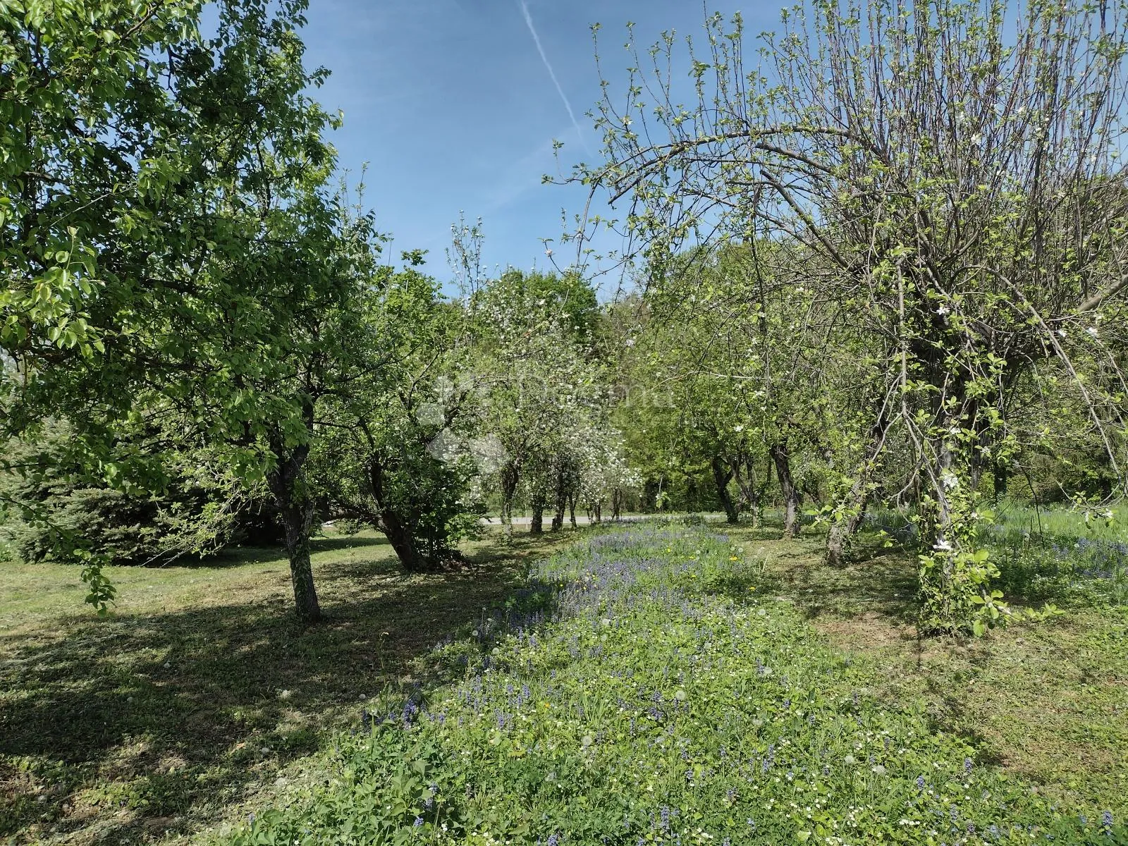 klet u vikend naselju, voćnjak - slika 2