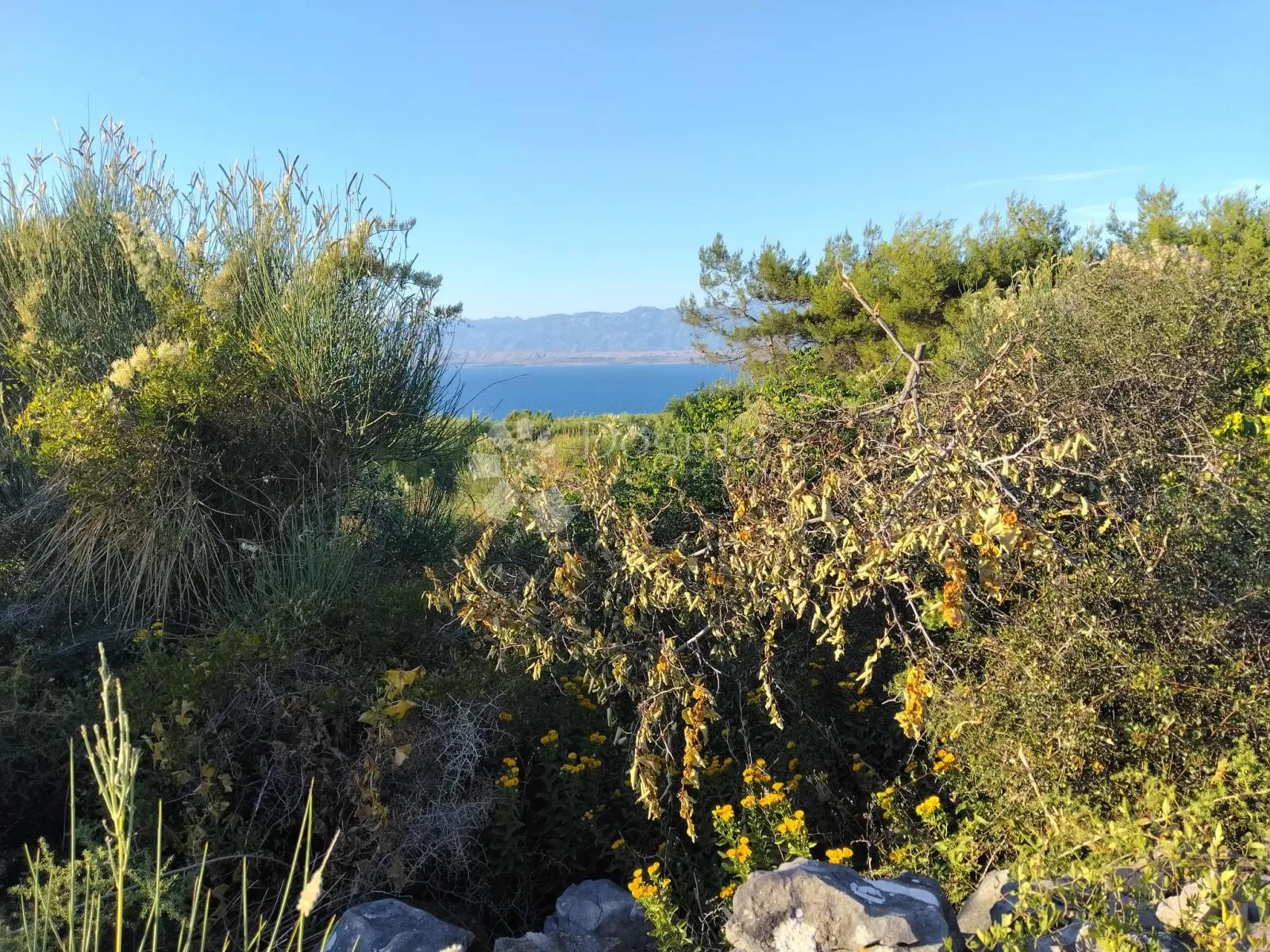 poljoprivredno zemljište 1360 m² – otok vir (650 metara od mora) - slika 3