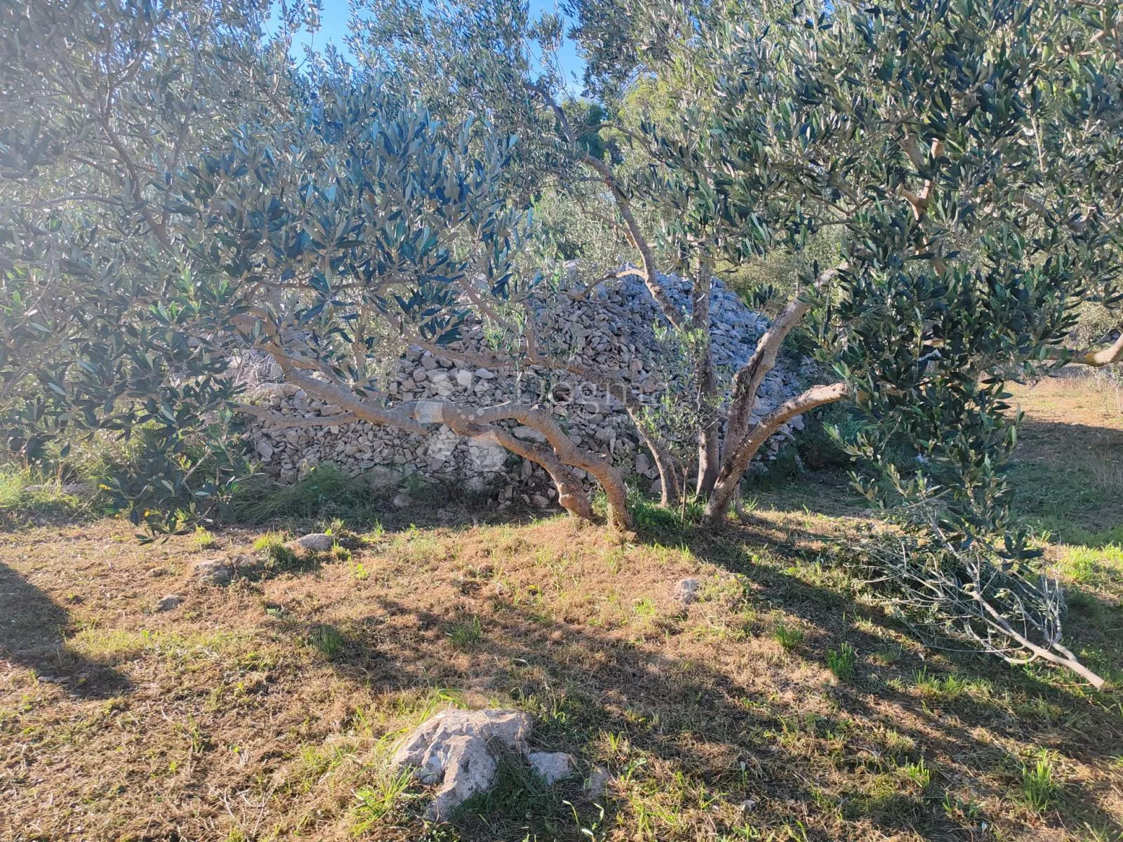 zablaće - šibenik - maslinik - slika 3