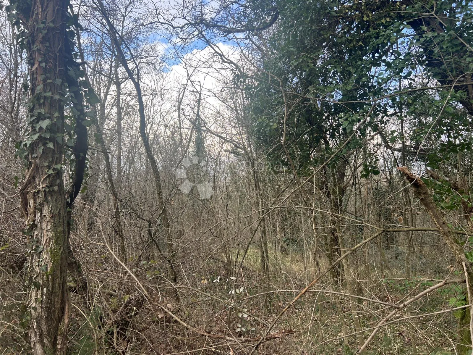 šuma 12.293 m2 - slika 2