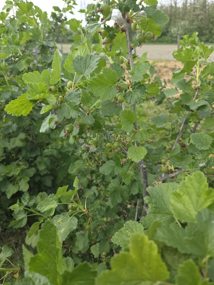 održavan voćnjak s bunarom – 6.494 m² - slika 13