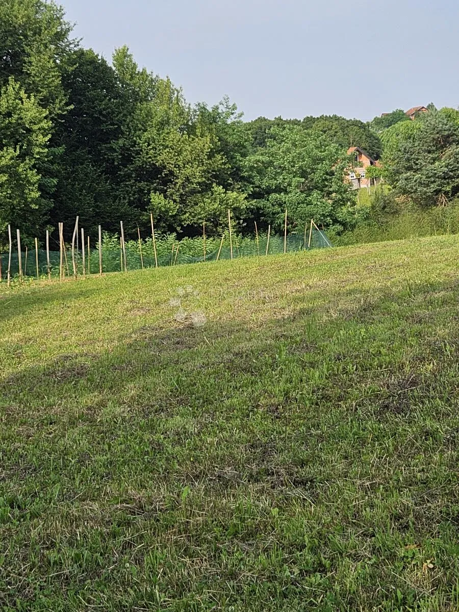 de ftičeki popevleju - slika 4