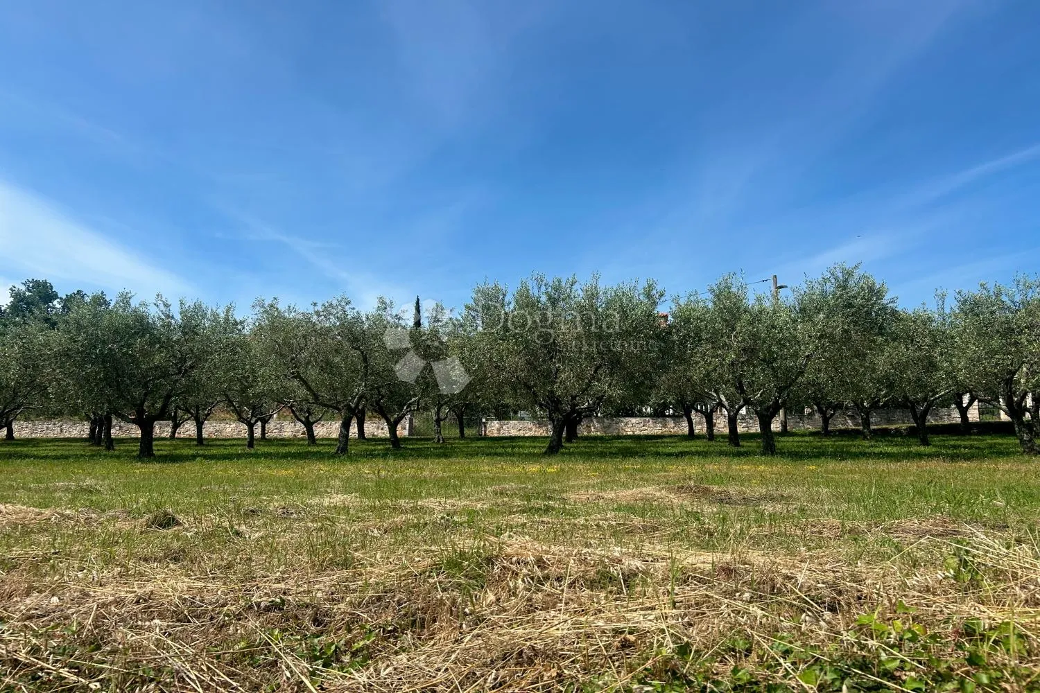 sveti lovreč – građevinska parcela s nasadom maslina - slika 3