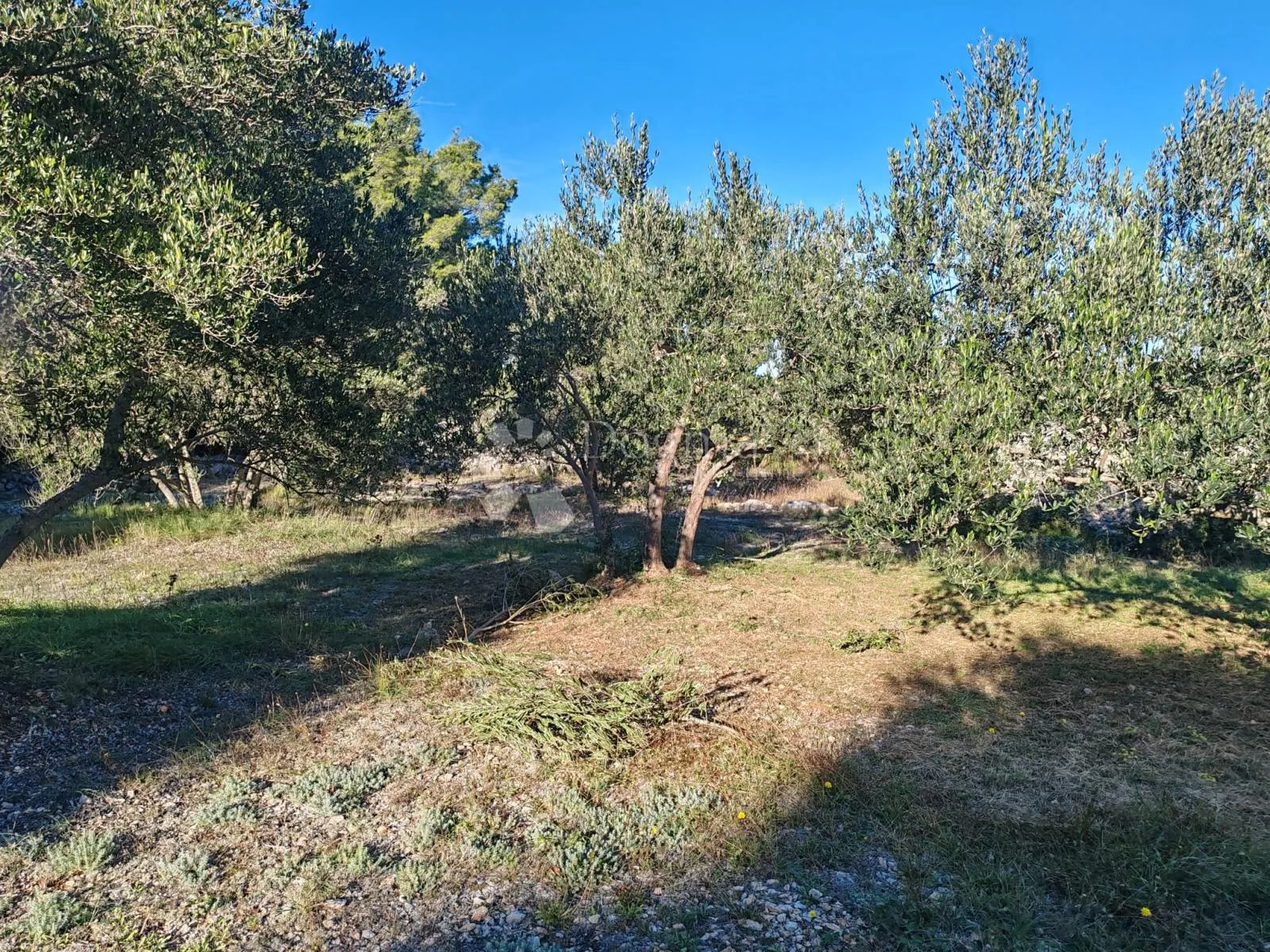 zablaće - šibenik - maslinik - slika 9
