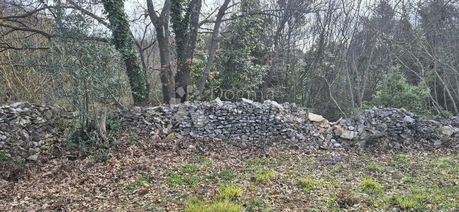 građevinsko zemljište na samo 1,5 km od mora sa 6 stoljetnih maslinama - slika 7